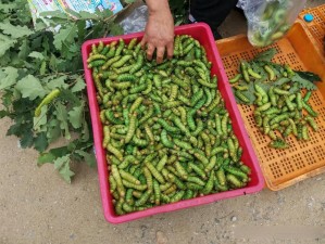 叔叔用大虫子抓我的小虫子(叔叔用大虫子抓我的小虫子，我该怎么办？)