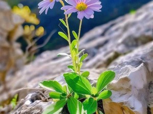 野花韩国视频观看免费高清8 野花韩国视频观看免费高清 8：高清画质，畅享视觉盛宴