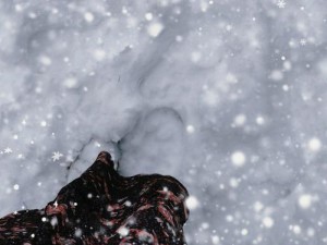 捉妖新篇章：雪照技能详解与实战指南