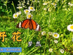 野花视频邀请码无限观看(野花视频邀请码无限观看：免费畅享所有精彩内容)