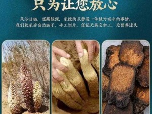 沙石镇时光苁蓉的获取之道：探寻自然精华，掌握独特采摘方法