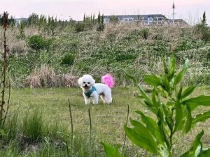 钢蛋日常精彩截图抢先看：记录生活点滴，细节呈现美好