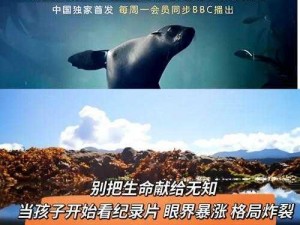 妙奇星球海洋星角色揭秘：神秘海洋生物探寻者揭秘冒险之旅