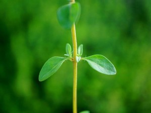 嫩叶草秘密秘入口—嫩叶草秘密秘入口：成人视频资源分享平台