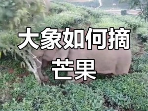 芒果大象回家地址——在这里，带你寻找大自然的美味