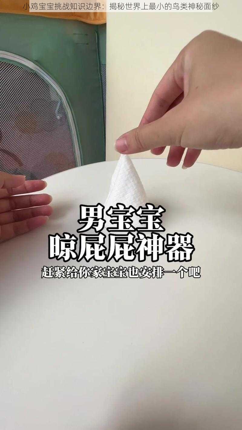 小鸡宝宝挑战知识边界：揭秘世界上最小的鸟类神秘面纱