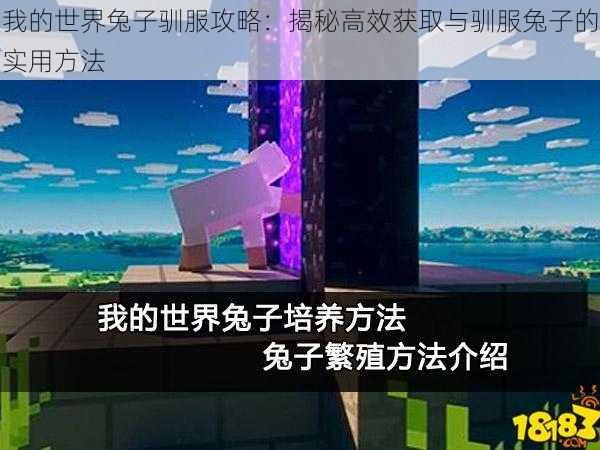 我的世界兔子驯服攻略：揭秘高效获取与驯服兔子的实用方法