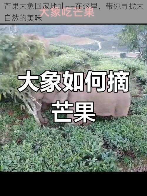 芒果大象回家地址——在这里，带你寻找大自然的美味