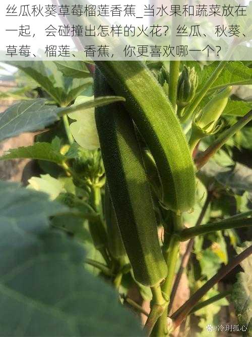 丝瓜秋葵草莓榴莲香蕉_当水果和蔬菜放在一起，会碰撞出怎样的火花？丝瓜、秋葵、草莓、榴莲、香蕉，你更喜欢哪一个？