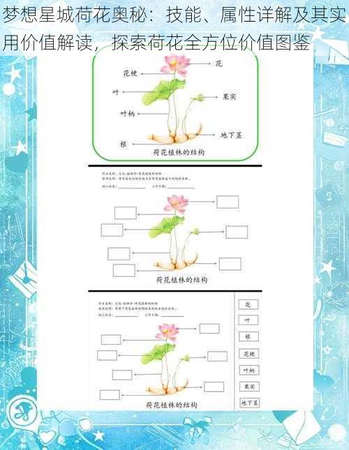 梦想星城荷花奥秘：技能、属性详解及其实用价值解读，探索荷花全方位价值图鉴