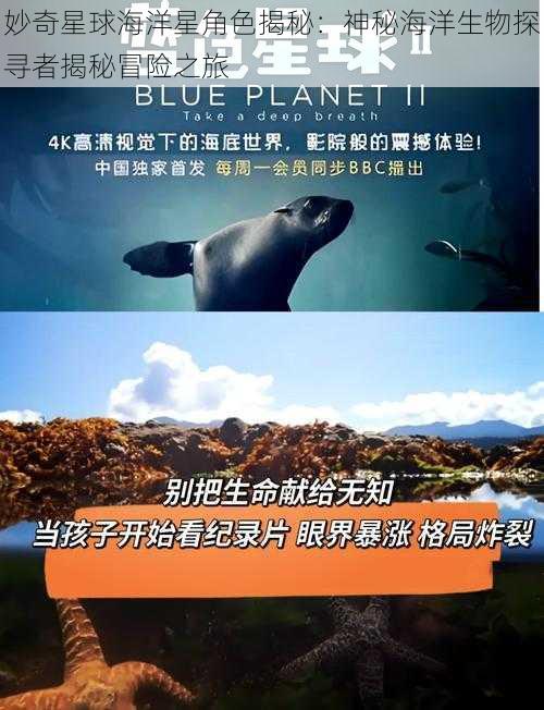 妙奇星球海洋星角色揭秘：神秘海洋生物探寻者揭秘冒险之旅