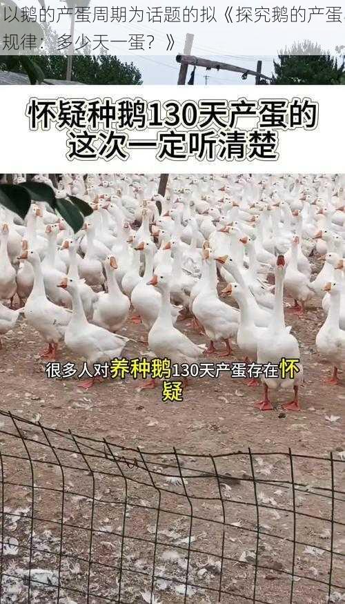 以鹅的产蛋周期为话题的拟《探究鹅的产蛋规律：多少天一蛋？》