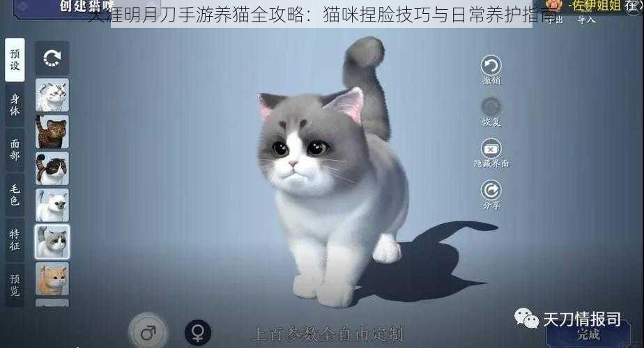 天涯明月刀手游养猫全攻略：猫咪捏脸技巧与日常养护指南